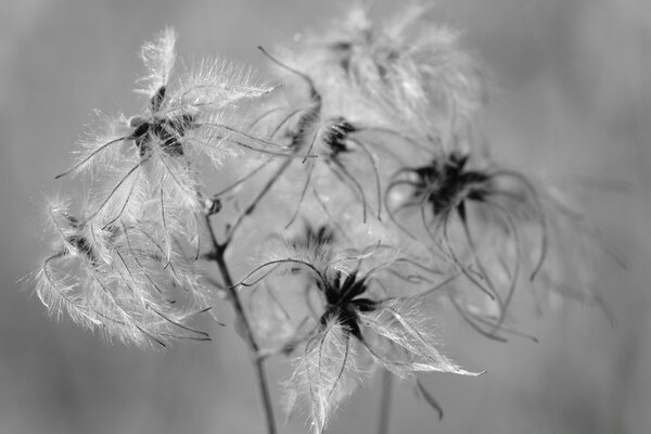 Dandelion in a spider web, black and white background