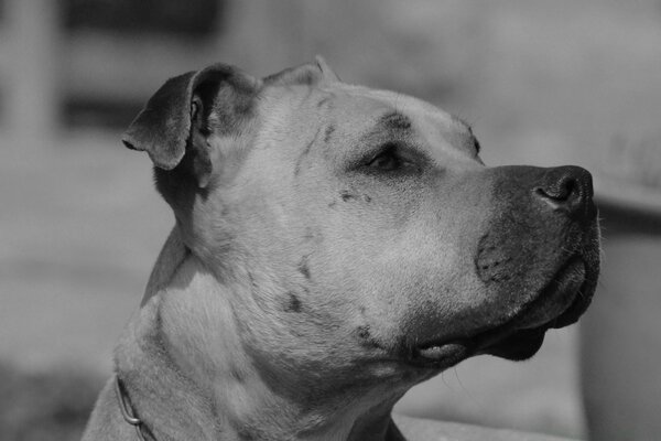 Photo noir et blanc d un chien de combat