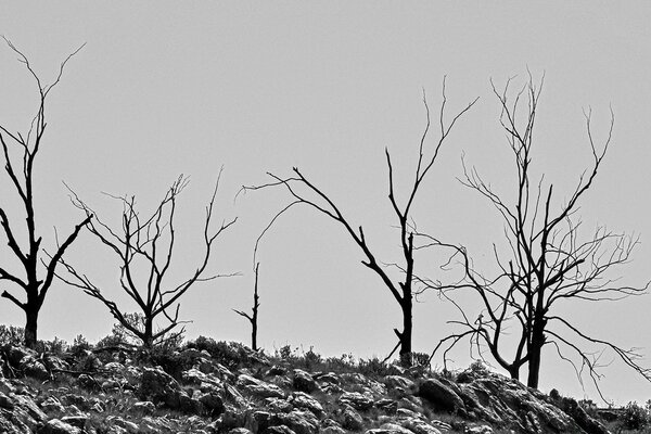 Черно-белое изображение деревьев зимой