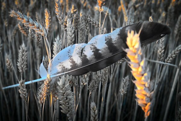 A bird s feather lying on the ears of wheat