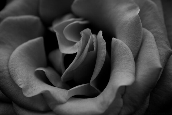 La rosa blanca y negra es adorable