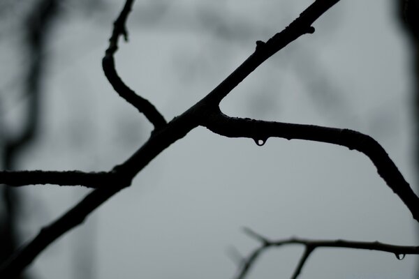 Winter Black and white photo of a tree branch