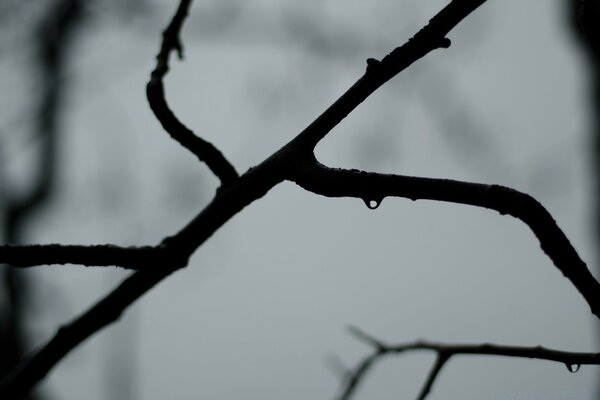 Inverno preto e branco Foto de um galho de árvore