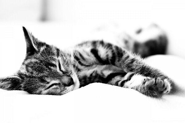 睡在沙发上的小猫。 黑白图像
