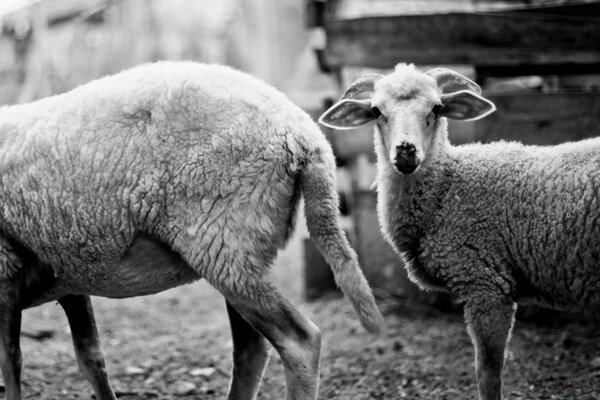 Woolly sheep in the pasture