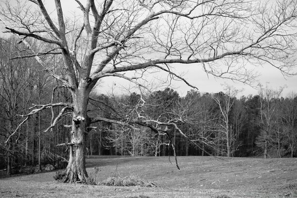 Black and white painting with a tree without foliage