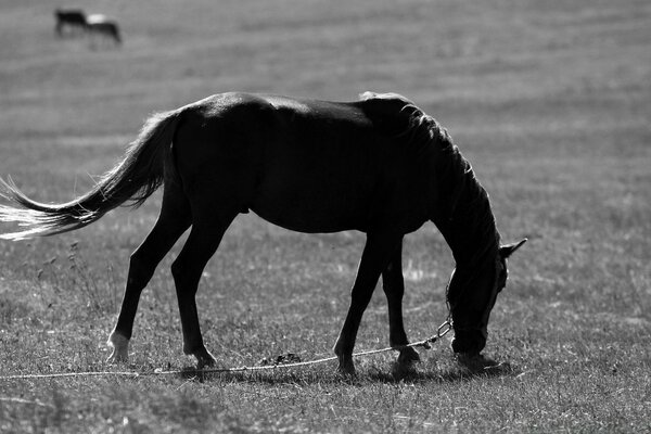 Ein Pferd mit Bindungen, das auf einer Wiese weidet