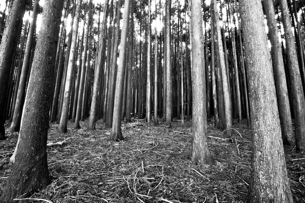 Fondo de los árboles en el bosque foto con efecto