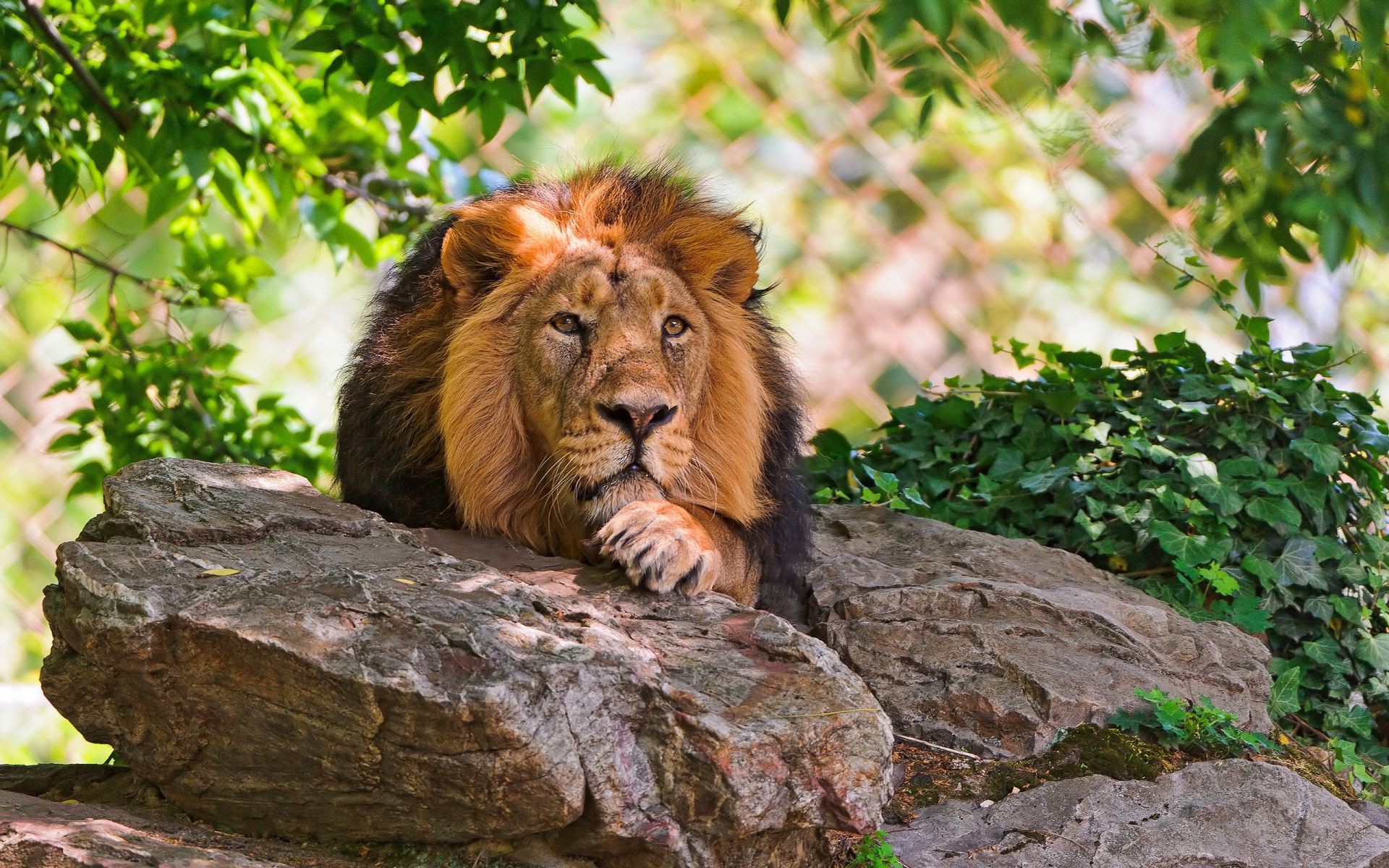 lions chat nature faune mammifère zoo sauvage lion à l extérieur prédateur