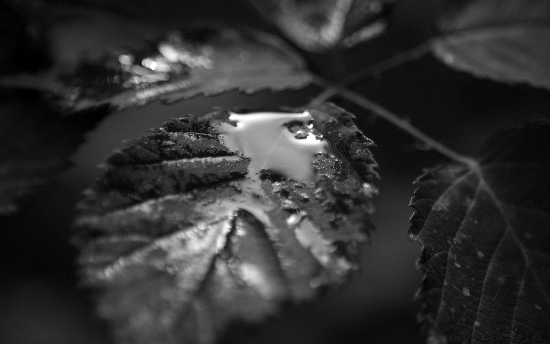 black and white monochrome leaf still life nature light blur fall food dof reflection water wood rain