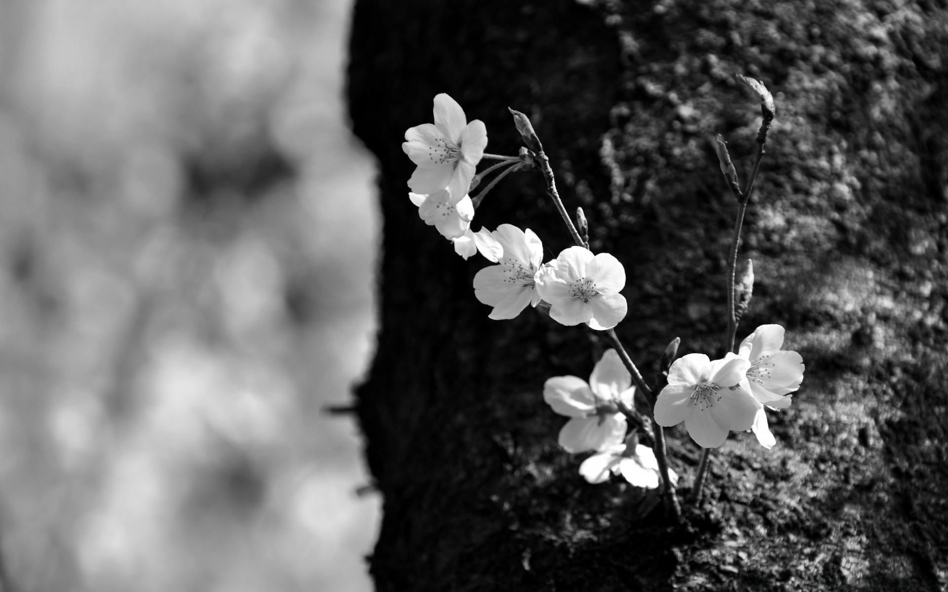 schwarz und weiß natur blume flora baum zweig blatt wachstum sommer monochrom garten im freien kirsche blühen saison hell schließen blütenblatt holz park