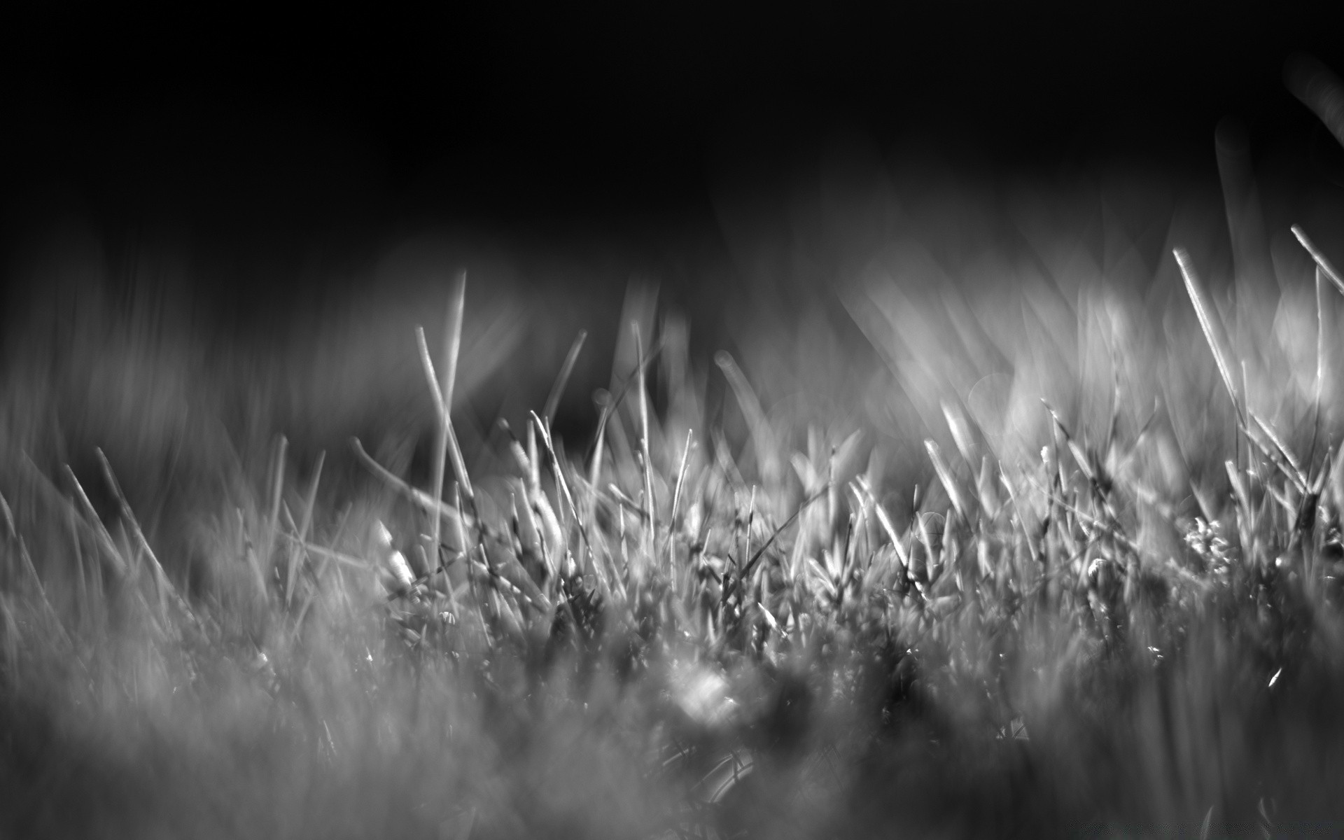 schwarz und weiß gras monochrom sonne feld natur dämmerung wachstum dof rasen heuhaufen ländlichen sommer gutes wetter blatt sonnenuntergang fokus unschärfe