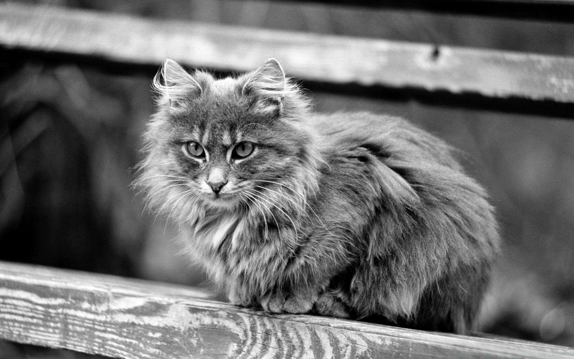 preto e branco gato mamífero animal retrato pele animal de estimação fofa gatinho olho natureza solteiro