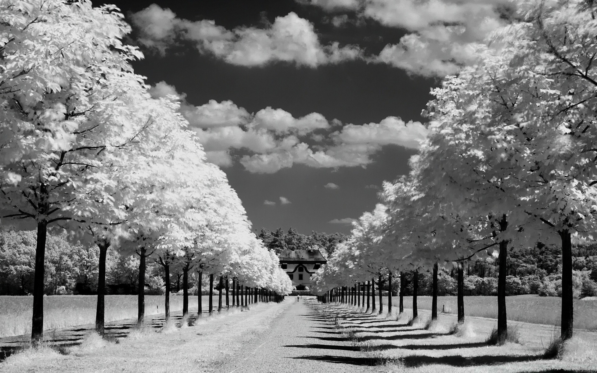 black and white infrared tree landscape snow park winter nature sun dawn wood