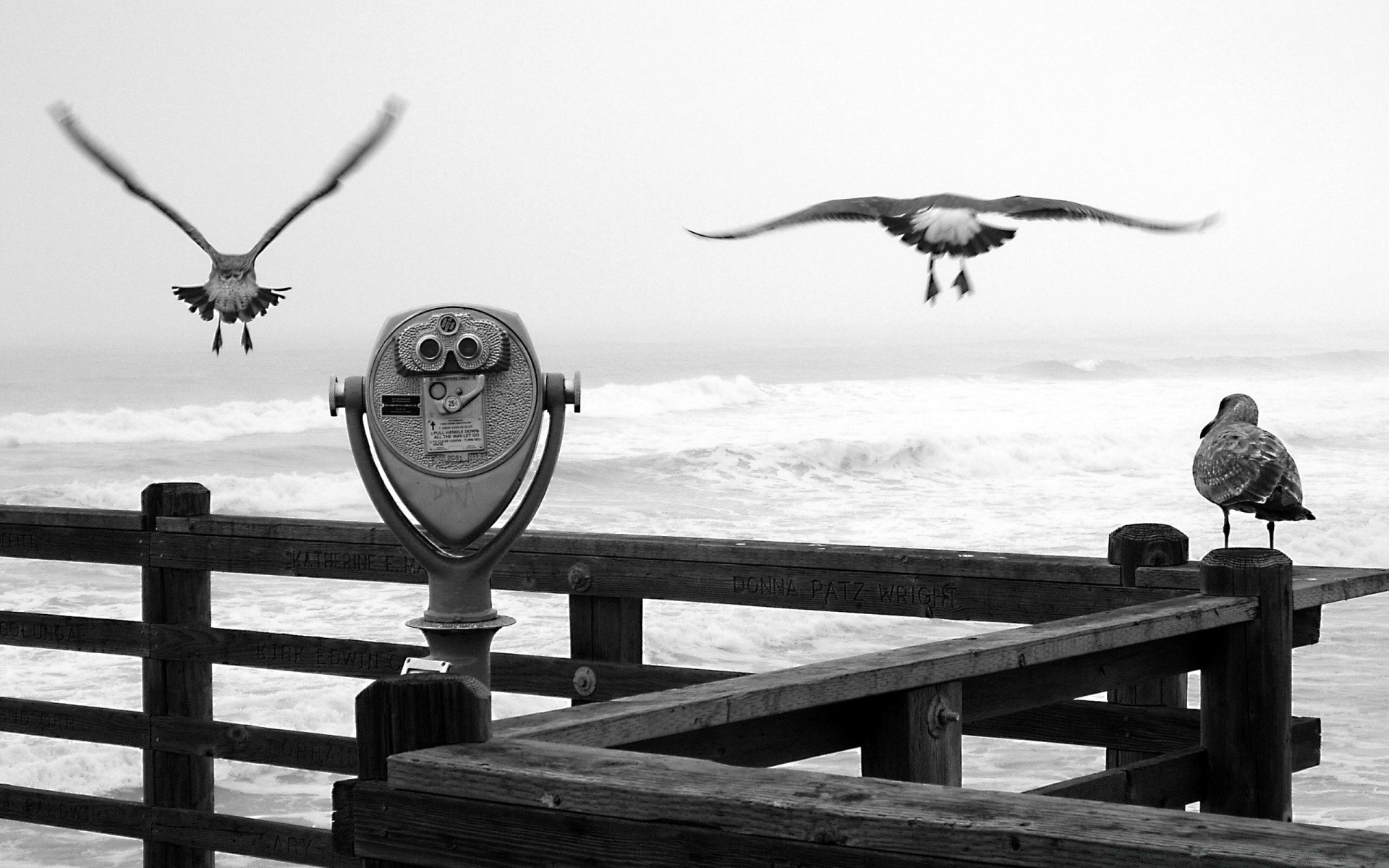 blanco y negro pájaro mar agua cielo al aire libre gaviotas océano playa solo viajes paloma paisaje mar lago naturaleza