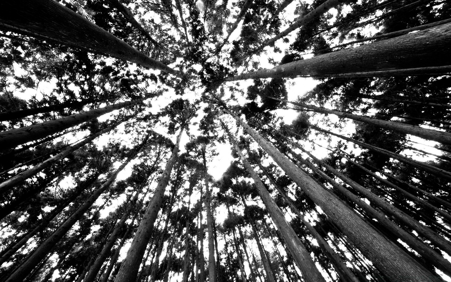 czarno-białe drewno drewno natura park streszczenie flora światło liść monochromatyczny na zewnątrz pulpit wzór oddział wzrost stary