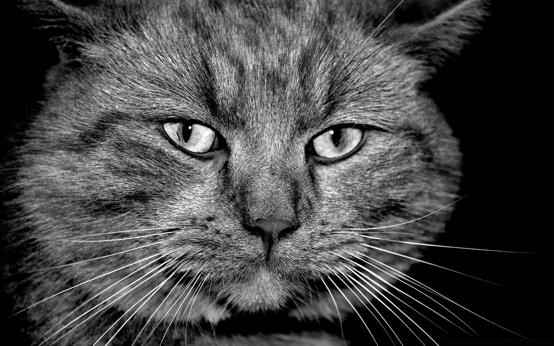 blanco y negro gato retrato mascota lindo mamífero animal piel gatito pelusa doméstico ojo cabeza pelo gris vista