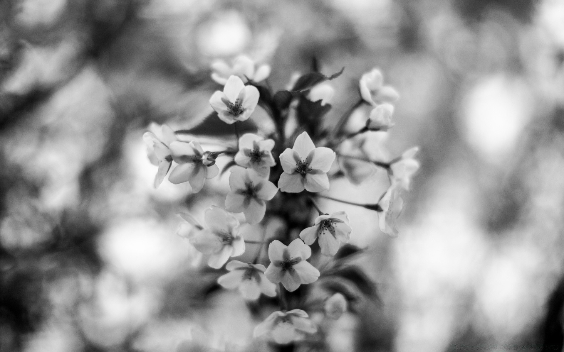 noir et blanc monochrome fleur nature flore feuille arbre jardin branche flou dof pétale saison bluming