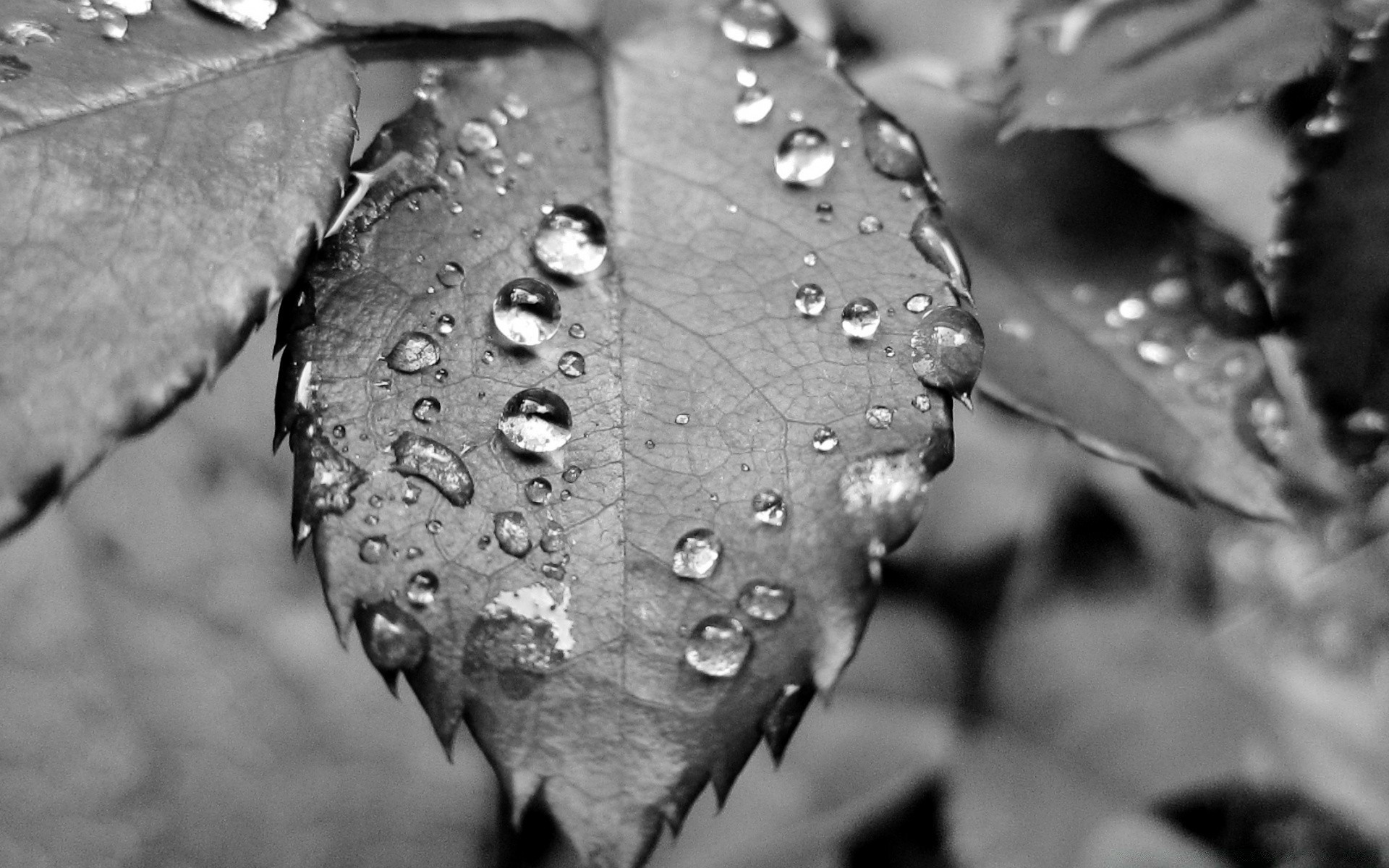 noir et blanc pluie rosée chute monochrome eau feuille humide gouttes nature gouttes