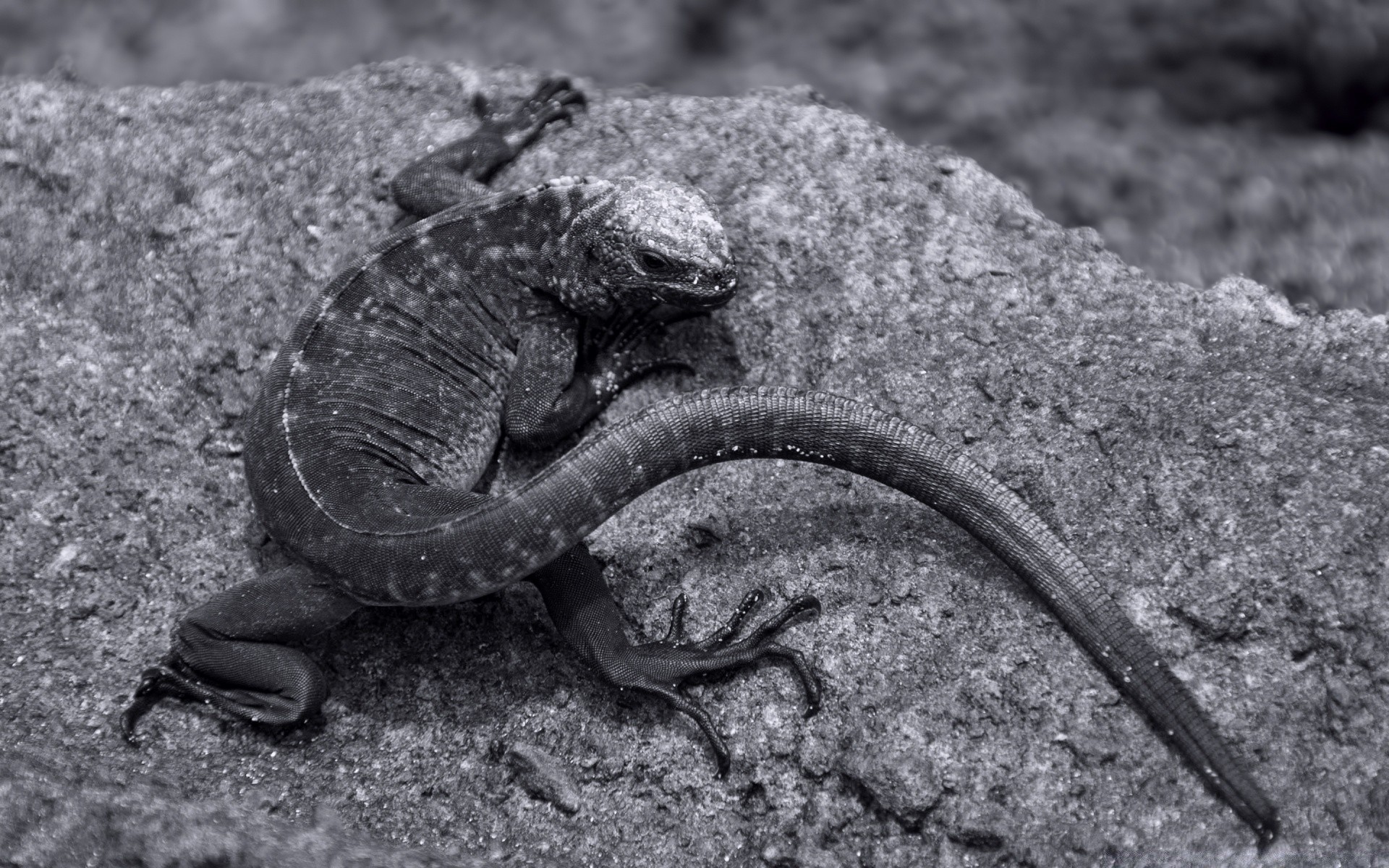 noir et blanc gazebo lézard nature un animal rock faune