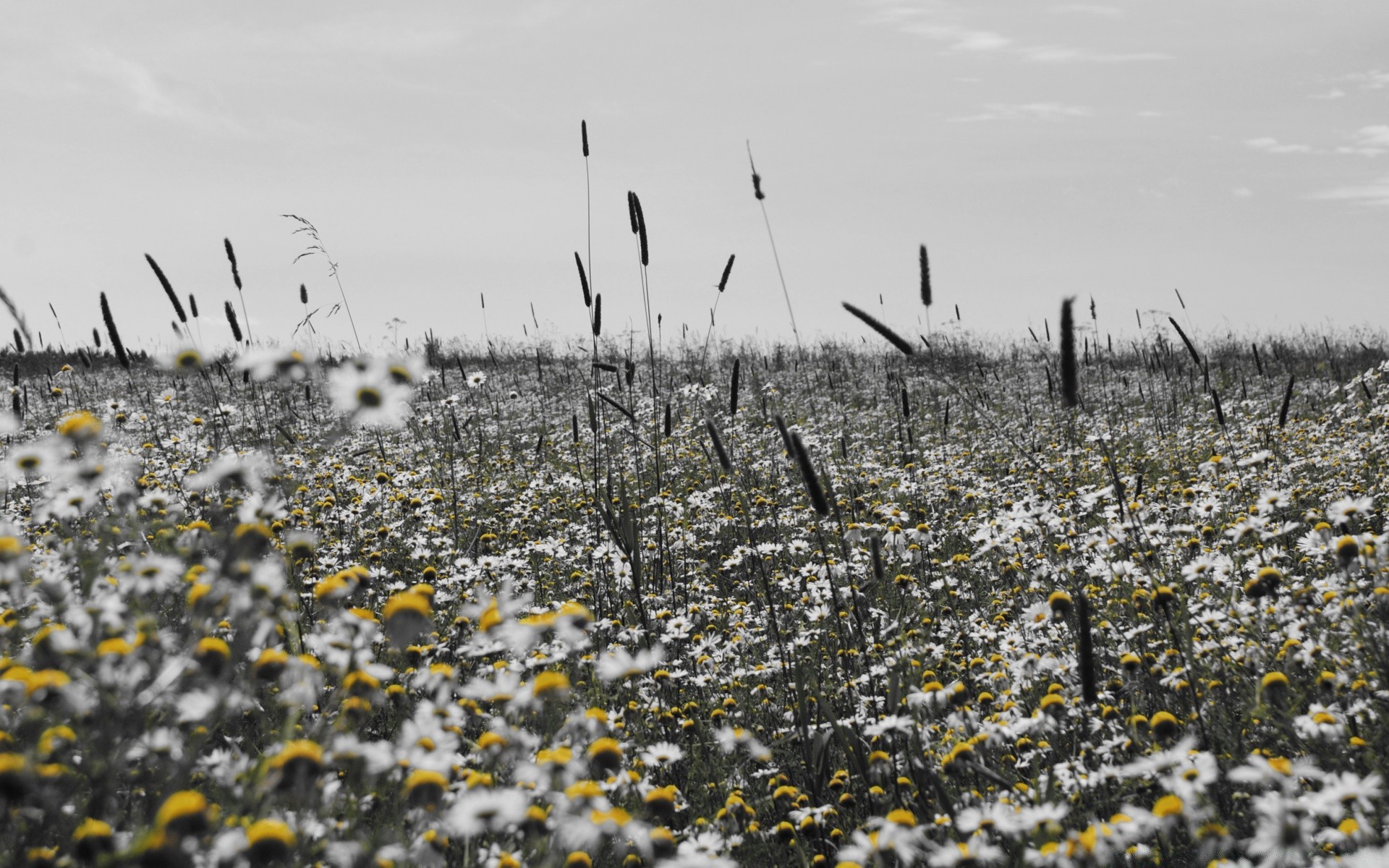 noir et blanc nature paysage fleur champ à l extérieur rural saison neige flore ciel foin herbe beau temps été scène météo hiver croissance campagne