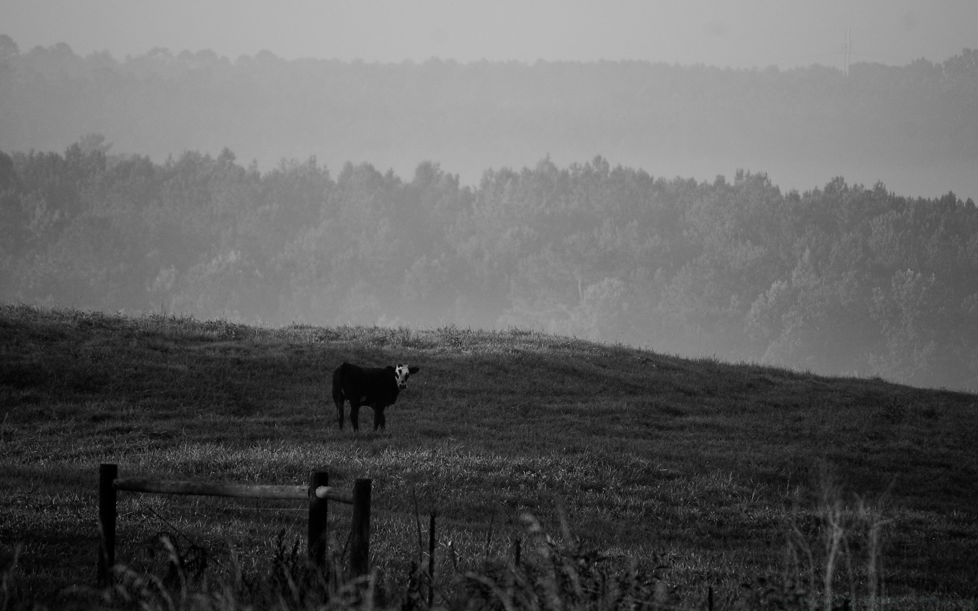 preto e branco paisagem terras cultivadas mamífero gado cavalaria ovelhas gado pastagens vaca agricultura pastoral árvore colina névoa fazenda ao ar livre