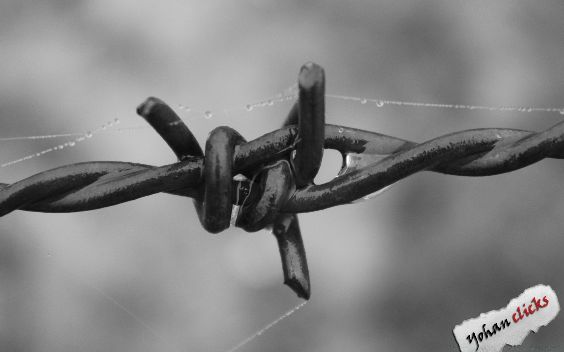 black and white monochrome nature wire outdoors iron barbed wire steel sharp winter dof