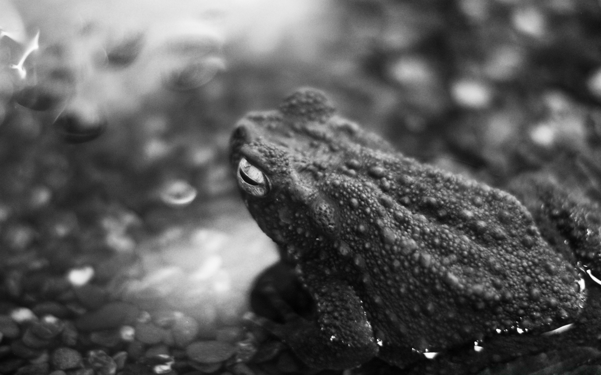 noir et blanc monochrome grenouille nature amphibien pluie humide eau la faune gazoo flou à l extérieur froid