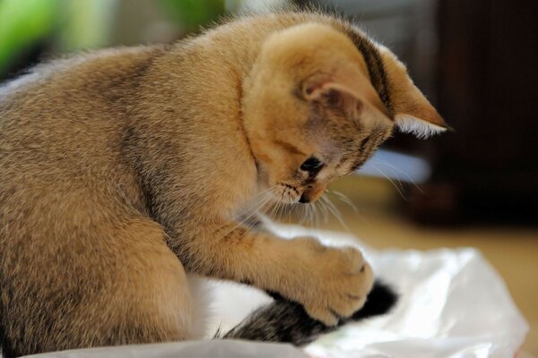 Cute cat is very fluffy