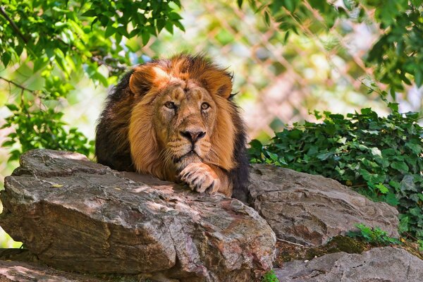 The king of nature is resting on the rocks