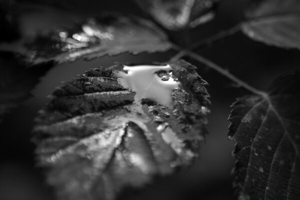 Goccia d acqua sul fogliame dell albero