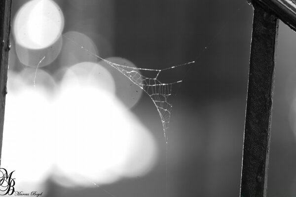 Black and white photo with cobwebs on the background of the city