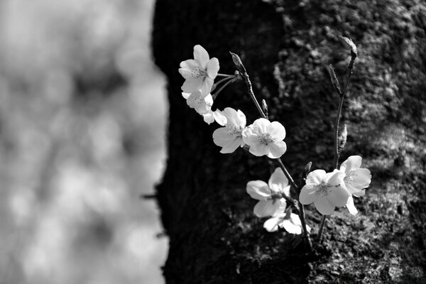 Small white plants on a tree