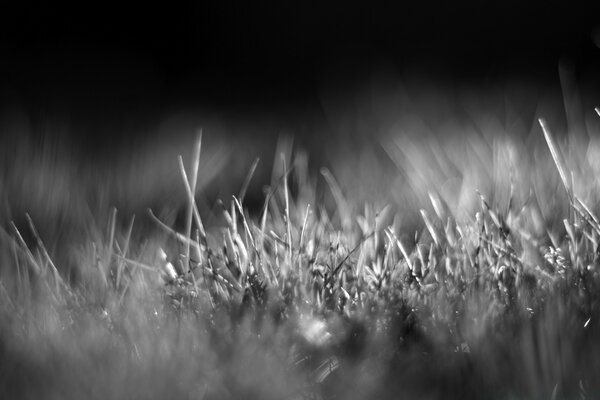 Herbe verte en noir et blanc