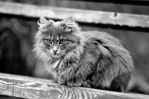 Hermoso gato en el fondo de las escaleras