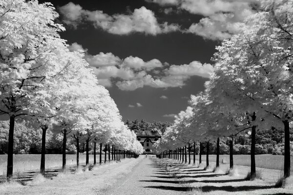 Paesaggio bianco e nero del vicolo degli alberi