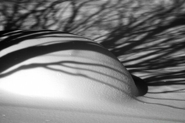 A snowdrift in the branches