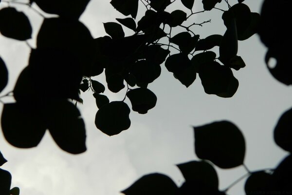 Black-white picture foliage in the shade