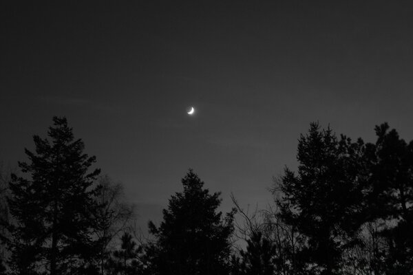 Imagen en blanco y negro con la Luna sobre el bosque