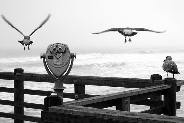 Gaivota, plataforma de observação à beira-mar