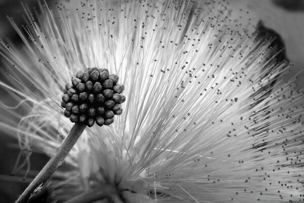 Fluffy flower black and white