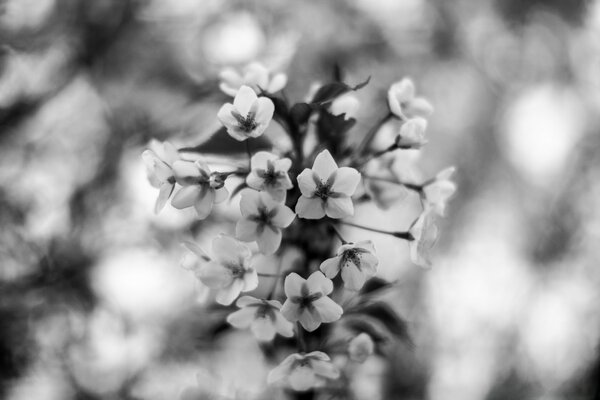 Schwarz-weiße Blume in Makroaufnahmen