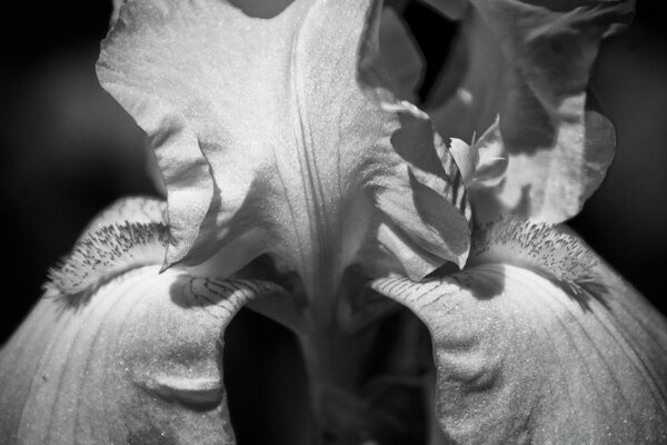 White flower on black background