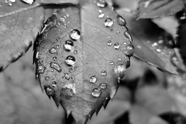 一棵树的叶子上的雨滴