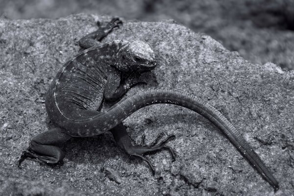 Photo of a lizard in monochrome