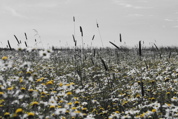 Two-color flowering of daisies in the field