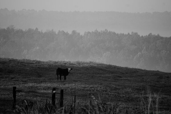 Kuh im Feld vor dem Wald