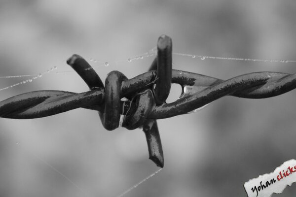 Gossamer on the background of barbed wire