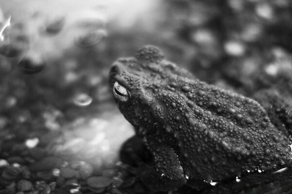 Sapo en el río blanco y negro