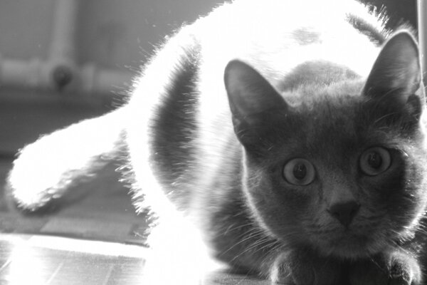 Black and white portrait of a cat